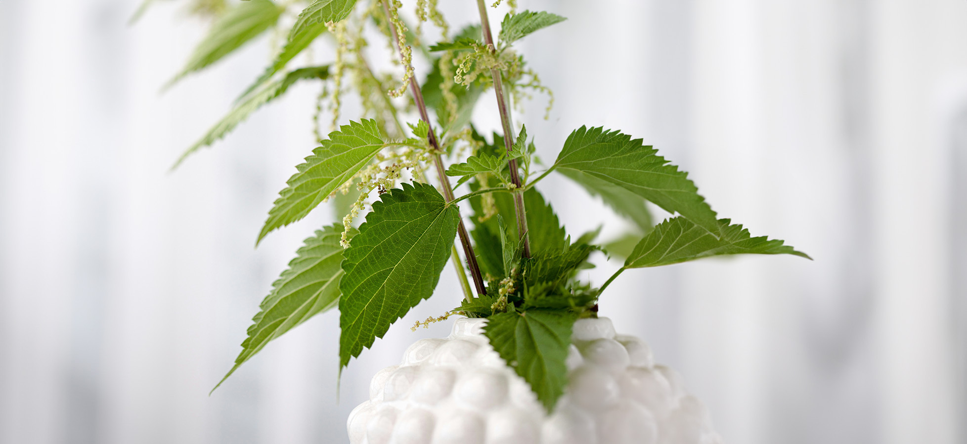 Ein blühender Strauß aus Brennnesseln in einer weißen, strukturierten Vase. Die grünen Blätter zeigen eine lebendige Farbe und frische Details, die die natürliche Schönheit der Pflanze betonen. Der Hintergrund ist hell und unscharf, um den Fokus auf die Brennnesseln zu legen.