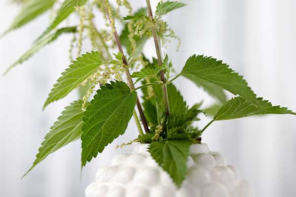 Ein Arrangement aus frischen Brennnesselblättern mit grünen Stängeln in einer weißen Vase. Die Blätter sind kräftig und scharf gezackt, während kleine, hellgrüne Blütenbüschel sichtbar sind. Der Hintergrund ist hell und unscharf, was die Pflanze in den Vordergrund hebt.