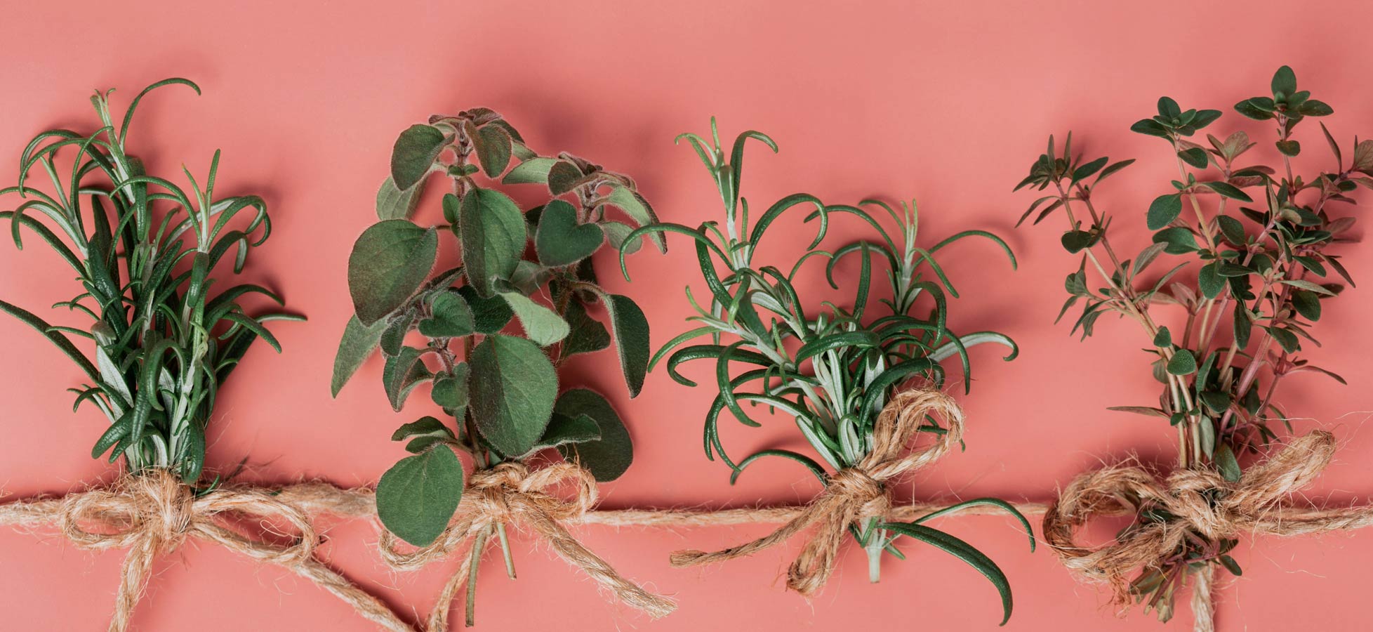 Vier Bund frischer Kräuter sind nebeneinander auf einem hellen Hintergrund angeordnet. Jedes Bündel ist mit schnurartigen Fäden zusammengebunden. Die Kräuter haben unterschiedliche Arten und Formen, was eine Vielfalt an Grün und Texturen zeigt.