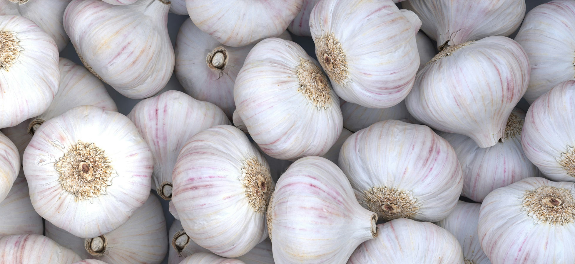 Ein Haufen frischer Knoblauchzehen, die eng beieinander liegen. Die Knoblauchzehen sind überwiegend weiß mit leicht rötlichen Streifen und zeigen die dicke, strukturierte Haut. Sie sind in unterschiedlichen Größen und Formen angeordnet.