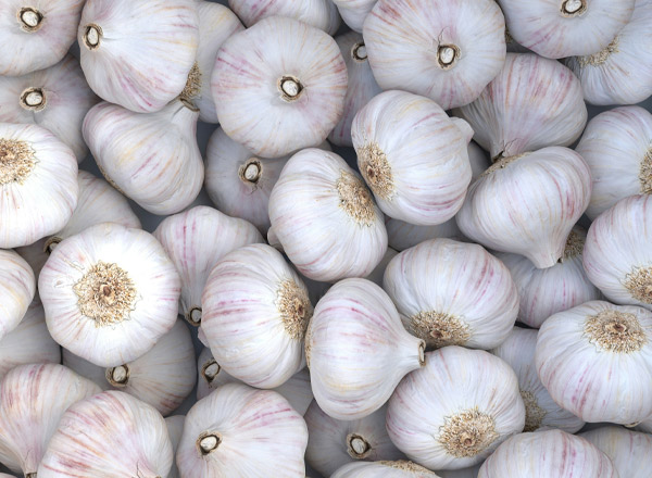 Ein Haufen frischer Knoblauchzehen, die eng beieinander liegen. Die Knoblauchzehen sind überwiegend weiß mit leicht rötlichen Streifen und zeigen die dicke, strukturierte Haut. Sie sind in unterschiedlichen Größen und Formen angeordnet.