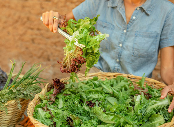 Eine Person hält eine Zange, mit der sie frischen Salat aus einem großen Korb schöpft. Um den Korb herum liegen verschiedene Salatsorten, und die Person trägt ein leichtes, blaues Hemd. Der Hintergrund ist unscharf und zeigt natürliche Texturen.
