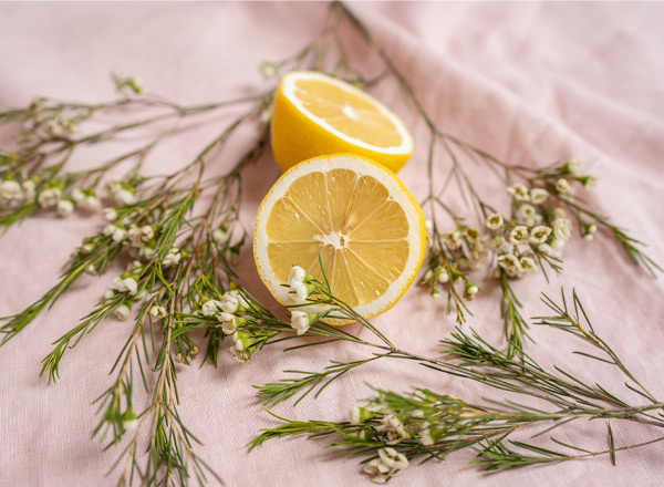 Ein auf einem rosa Tuch gelegtes Arrangement zeigt eine halbierte Zitrone und frische Kräuter. Die Zitrone ist gelb und saftig, während die Kräuter grün sind und kleine, weiße Blumen enthalten. Das Bild vermittelt Frische und Fruchtbarkeit.