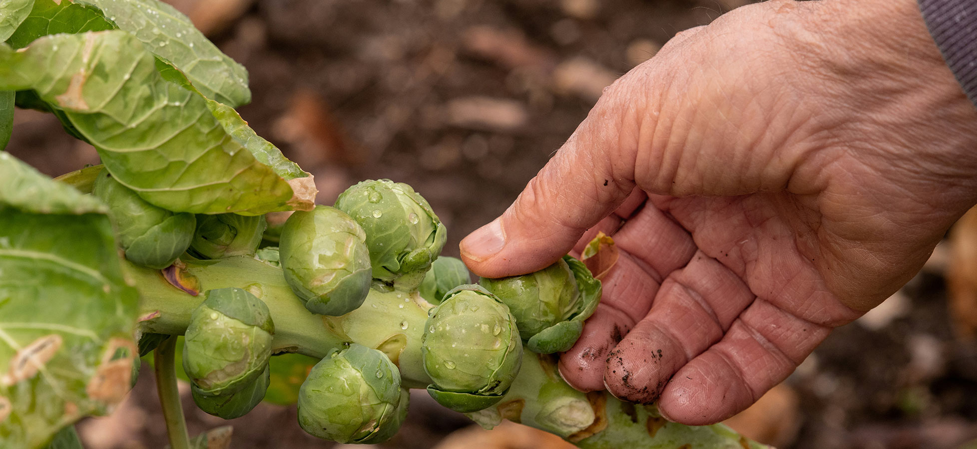Eine Hand greift nach einer frischen Rosenkohlpflanze, deren geschlossene, grüne Knospen sichtbar sind. Die Blätter sind leuchtend grün und zeigen einige Wassertropfen. Die Erde im Hintergrund deutet auf eine Gartenumgebung hin.