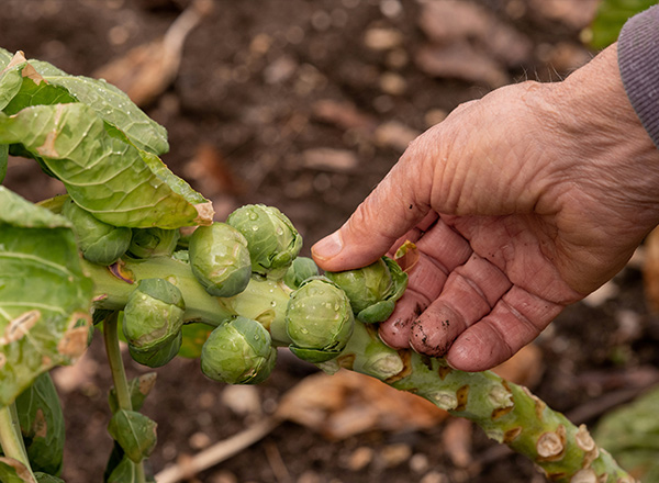Eine Hand greift nach einer frischen Rosenkohlpflanze, deren geschlossene, grüne Knospen sichtbar sind. Die Blätter sind leuchtend grün und zeigen einige Wassertropfen. Die Erde im Hintergrund deutet auf eine Gartenumgebung hin.