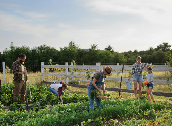 Eine Gruppe von fünf Personen arbeitet gemeinsam im Garten. Menschen pflanzen, ernten und gießen verschiedene Gemüsearten. Um den Garten herum sind Zaun und grüne Bäume sichtbar, bei sonnigem Wetter. Die Stimmung ist familiär und gemeinschaftlich.