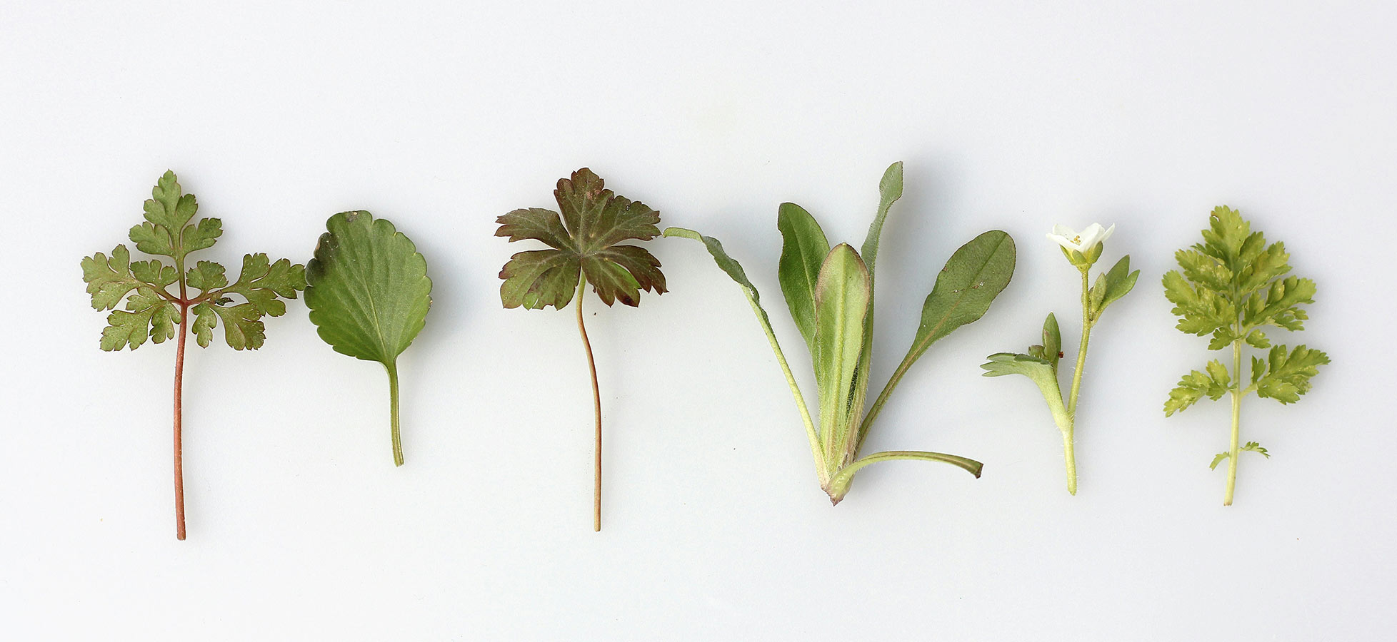 Fünf verschiedene Arten von Kräutern sind in einer Reihe auf einem weißen Hintergrund angeordnet. Die Blätter variieren in Form und Größe, darunter ein Blatt mit gezackten Rändern und ein paar frische, grüne Blätter. Einige haben eine rotes oder hellgrünes Farbmuster.