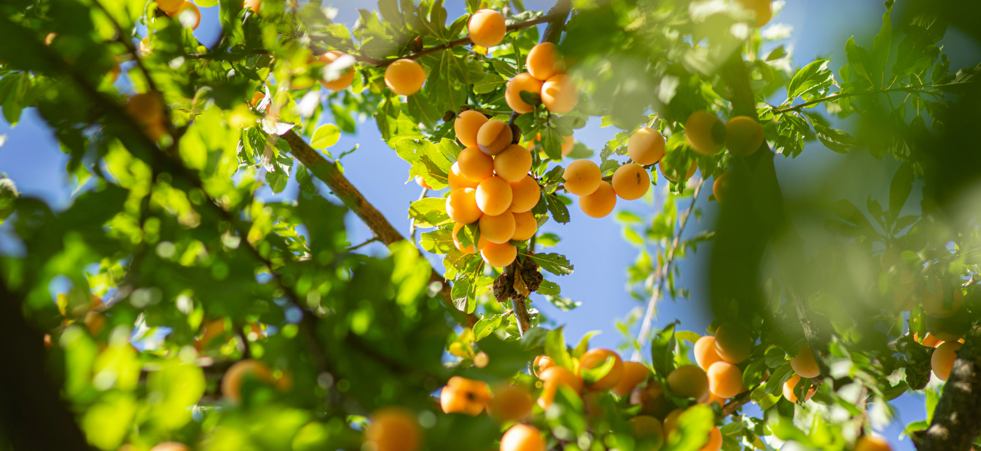 Ein Baum mit vielen reifen, gelben Pflaumen hängt zwischen grünen Blättern. Der Himmel im Hintergrund ist blau, was einen sonnigen Tag vermittelt.
