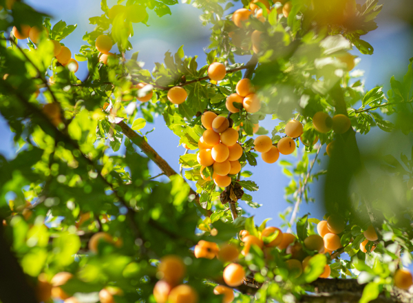 Ein Obstbaum mit reifen, orangefarbenen Früchten hängt in einem grünen Blätterdach. Die Früchte sind dicht beieinander und leuchten unter dem Sonnenlicht. Der strahlend blaue Himmel ist im Hintergrund sichtbar.