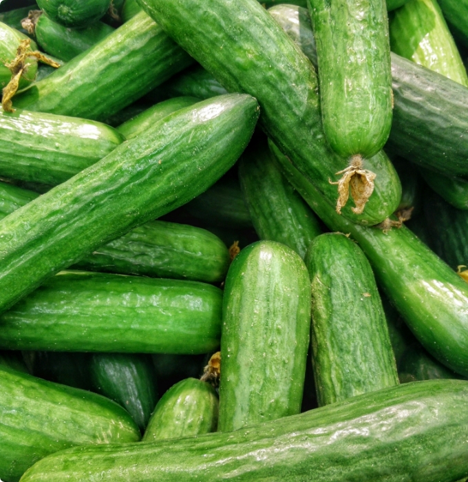 Eine Ansammlung von grünen Gurken liegt übereinander. Die Gurken sind frisch, fest und haben eine glänzende Oberfläche. Einige zeigen kleine Blütenansätze an den Enden.