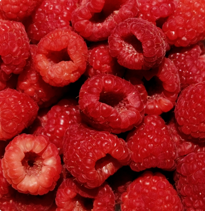 Ein Haufen frischer, saftiger Himbeeren in verschiedenen Rottönen ist sichtbar. Die Beeren sind rund und haben eine charakteristische, leicht gefurchte Oberfläche. Einige Himbeeren sind ganz, während andere leicht geöffnet und prall aussehen.