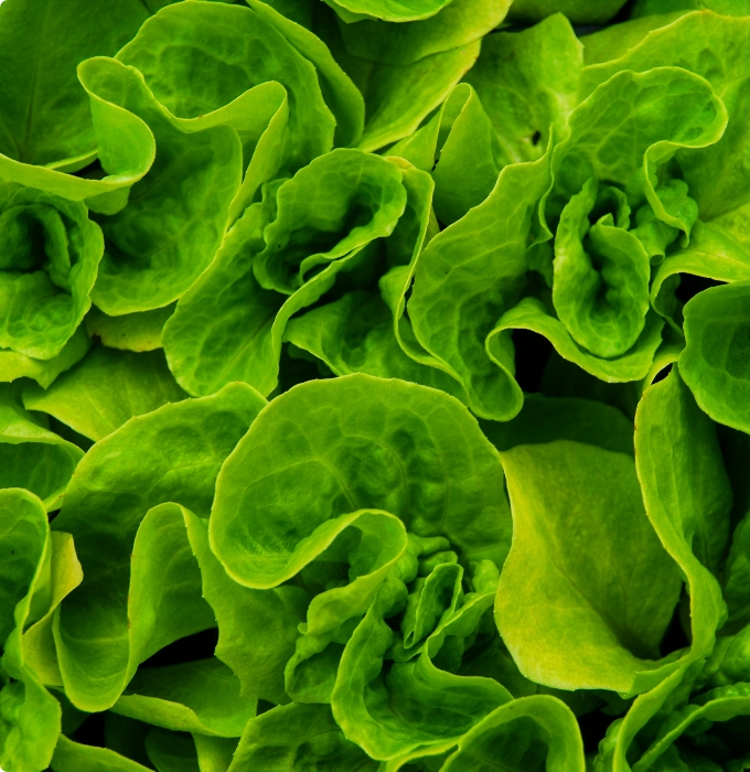 Nahaufnahme von grünem Salat mit geschwungenen Blättern. Die Blätter sind frisch und saftig, in verschiedenen Grüntönen und zeigen natürliche Texturen. Sie sind üppig angeordnet und bilden eine dichte, harmonische Fläche.