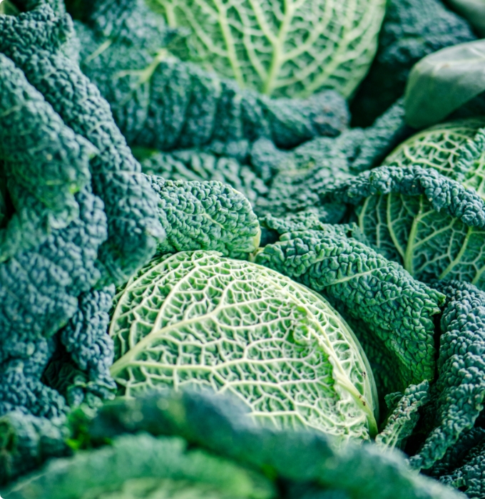 Eine Ansammlung von grünen Wirsingkohlköpfen mit rauer, gefalteter Textur. Die Blätter sind dick und stark gewellt, in verschiedenen Grüntönen, die die Frische des Gemüses betonen. Die Kölner sind teilweise verdeckt durch die äußeren Blätter.