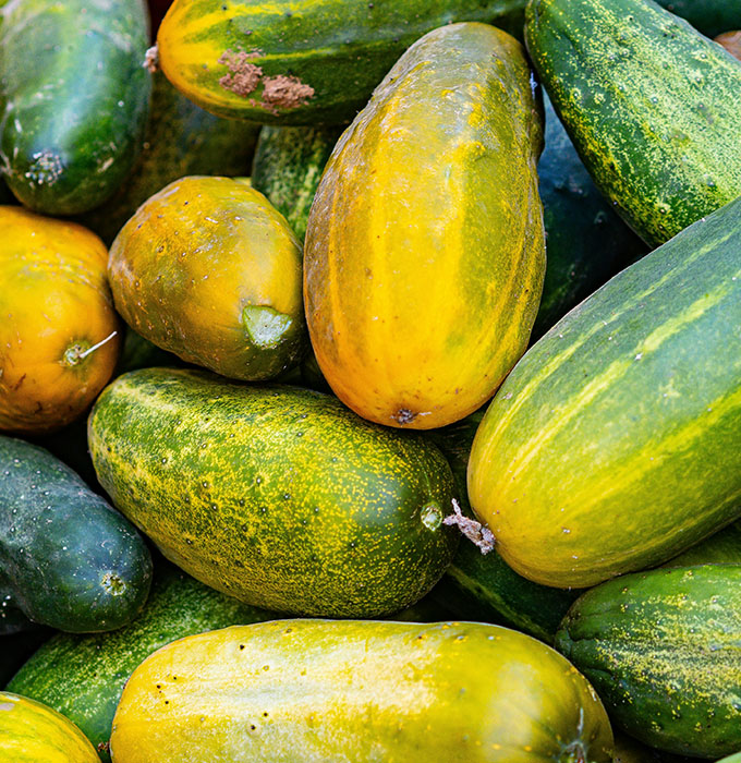 Eine Vielzahl von Cucumis metuliferus, auch als afrikanische Stachelgurke bekannt, zeigt sich in verschiedenen Farben, darunter grün und gelb. Die Früchte sind unterschiedlich geformt und weisen eine glatte, glänzende Oberfläche auf.