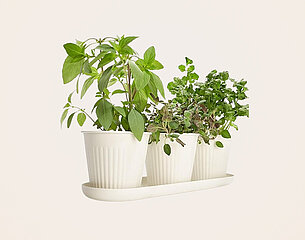 Drei Topfpflanzen, angebaut in weißen Töpfen, stehen auf einem weißen Untersetzer. Die Pflanzen zeigen frisches Grün und umfassen verschiedene Kräuter, die zur Küchenbenutzung geeignet sind.